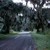 Road to Charleston, South Carolina, 1950's photo