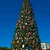 Disneyland Christmas Tree in Town Square, December 2015