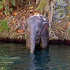 Baby elephant, February 2007