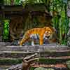 Disneyland Jungle Cruise Ancient Shrine May 2015