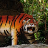 Jungle Cruise Ancient Shrine Bengal Tiger May 2008