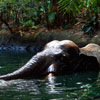 Disneyland Jungle Cruise Elephant pool July 2012