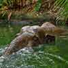 Disneyland Jungle Cruise Elephant pool May 2015
