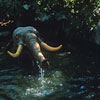 Disneyland Jungle Cruise Elephant Pool March 1975