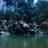 Disneyland Jungle Cruise Elephant Pool, June 1963