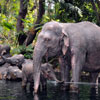 Jungle Cruise Elephant pool May 2008