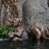 Jungle Cruise Elephant pool, May 2008