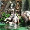 Disneyland Jungle Cruise Elephant pool, June 2008