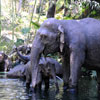 Disneyland Jungle Cruise Elephant pool, June 2008