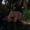 Elephant pool, August 2007