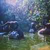 Jungle Cruise Elephant Wading Pool, November 1965
