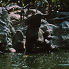 Jungle Cruise Elephant Wading Pool, September 1965
