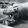 Disneyland Adventureland Jungle Cruise hippo construction 1955