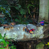 Butterflies in the Rainforest, August 2007