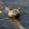 Turtle in the Schuylkill river, Philadelphia, July 2009