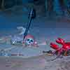 Disneyland Pirates of the Caribbean Pirate Skeleton and crab, September 2006