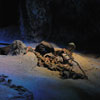 Skeleton in Pirates of the Caribbean attraction, January 2011