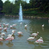 Pink Flamingos Orlando Spring 1982