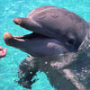 Dolphin Summer 1994