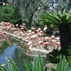 Pink Flamingos Summer 1994