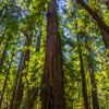 Armstrong Redwoods State Natural Reserve photo, July 2013
