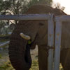 Elephant at Shambala Wildlife Preserve May 2003