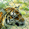 Tiger at Shambala Wildlife Preserve, May 2003