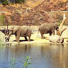 Elephants at Shambala October 1995