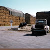 Lemon Grove Miller Dairy 1955