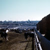 Lemon Grove Miller Dairy 1955