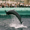 Marineland July 1961