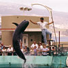 Marineland July 1961