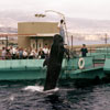 Marineland July 1961