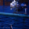 Marineland January 1962