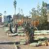 San Diego Balboa Park Cactus Garden, 1950s