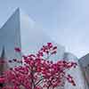 Walt Disney Concert Hall, Los Angeles, April 2008